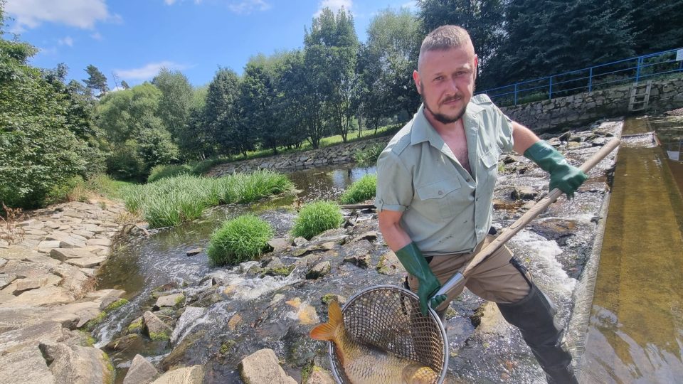 Z Moravské Dyje u Dačic rybáři vytahují desítky uhynulých ryb