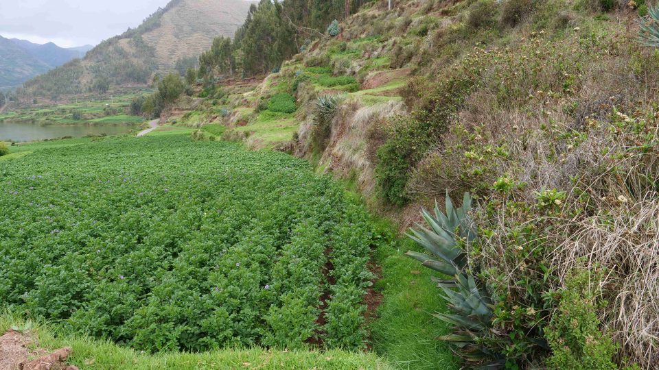 Oblast okolo peruánského města Cuzco je považována za typicky bramborářskou. Pavel Chlouba se tu vydal za poznáním na nefalšovaný venkov