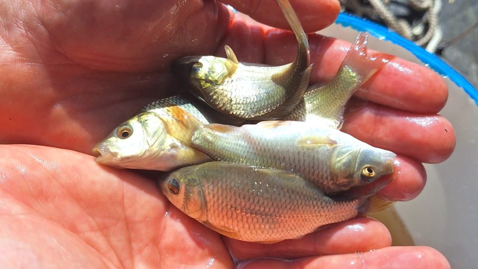 Malí kapříci z rybníka u Vodňan | foto: Kristýna Barchini, Český rozhlas Malí kapříci z rybníka u Vodňan
