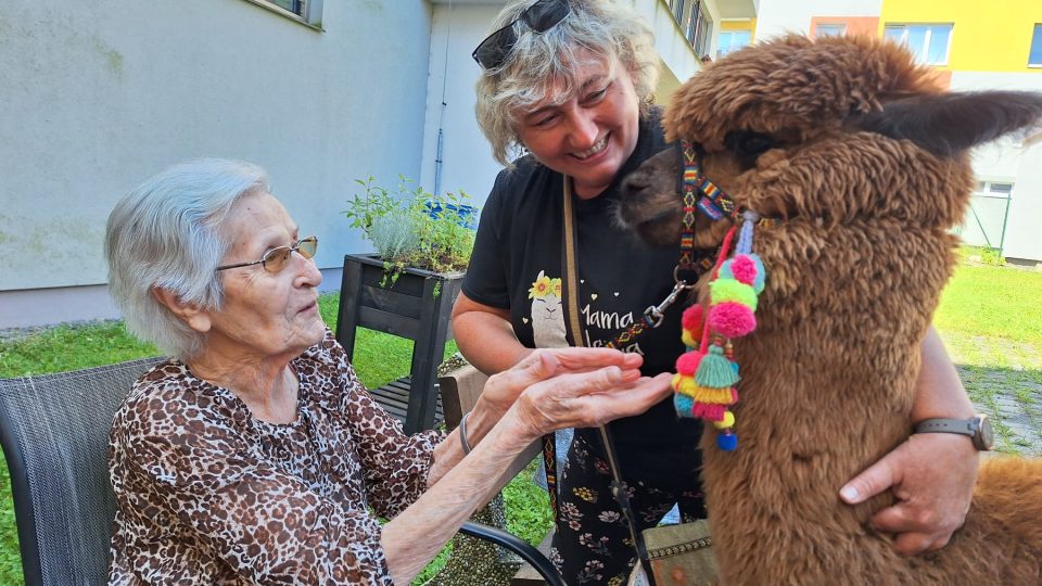 Tři lamy alpaky se díky Ježíškovým vnoučatům se staly součástí českobudějovického domova seniorů Máj