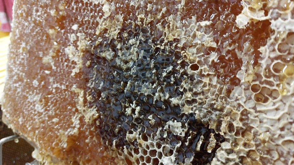 Odvíčkovaná plástev plná medu