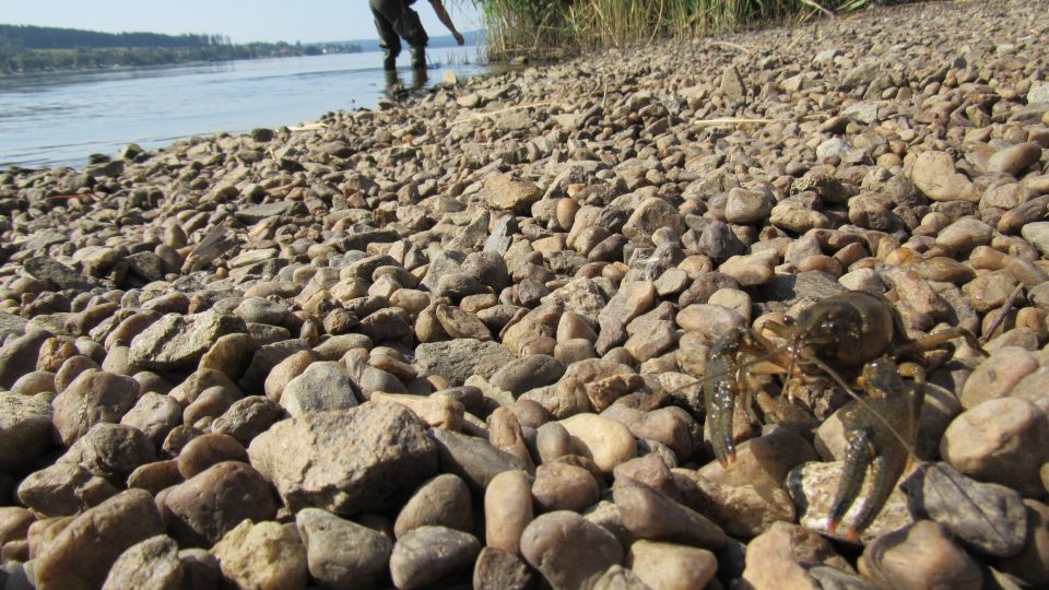 Invazní rak pruhovaný narušuje biologickou rovnováhu a život v Lipenské přehradě. Je totiž přenašečem račího moru, který devastuje původní chráněné druhy