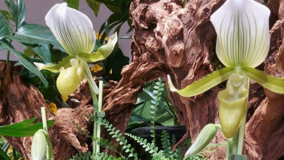 Výstava orchidejí, bromélií, sukulentů a masožravých rostlin v Jihočeském muzeu v Českých Budějovicích
