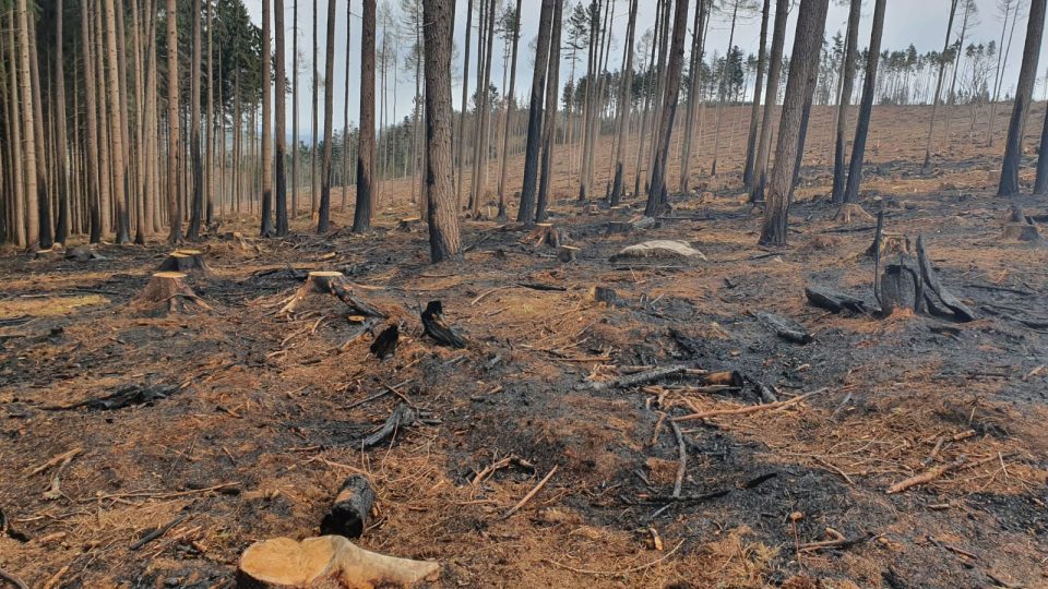 Následky velkého lesního požáru u obce Lštění na Prachaticku