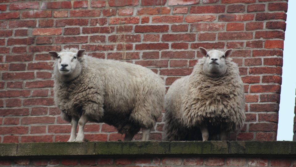 Ovce na hradbách