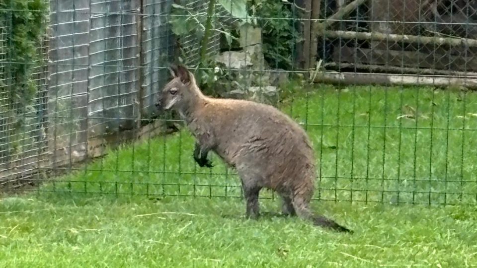 Klokan v putimské mini zoo před evakuací