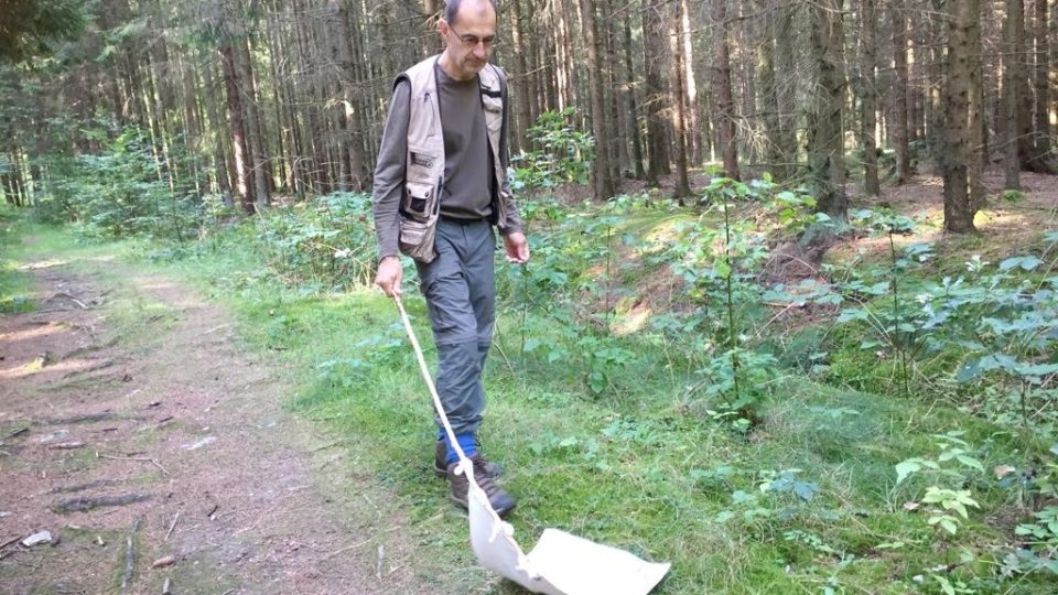 Odchyt klíšťat pro vědecké účely v lese u Českých Budějovic