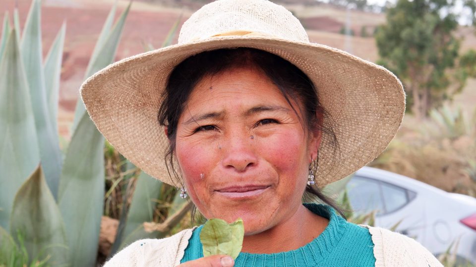 Obyvatelé Peru koku velmi často žvýkají