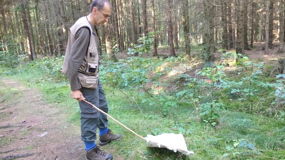 Odchyt klíšťat pro vědecké účely v lese u Českých Budějovic