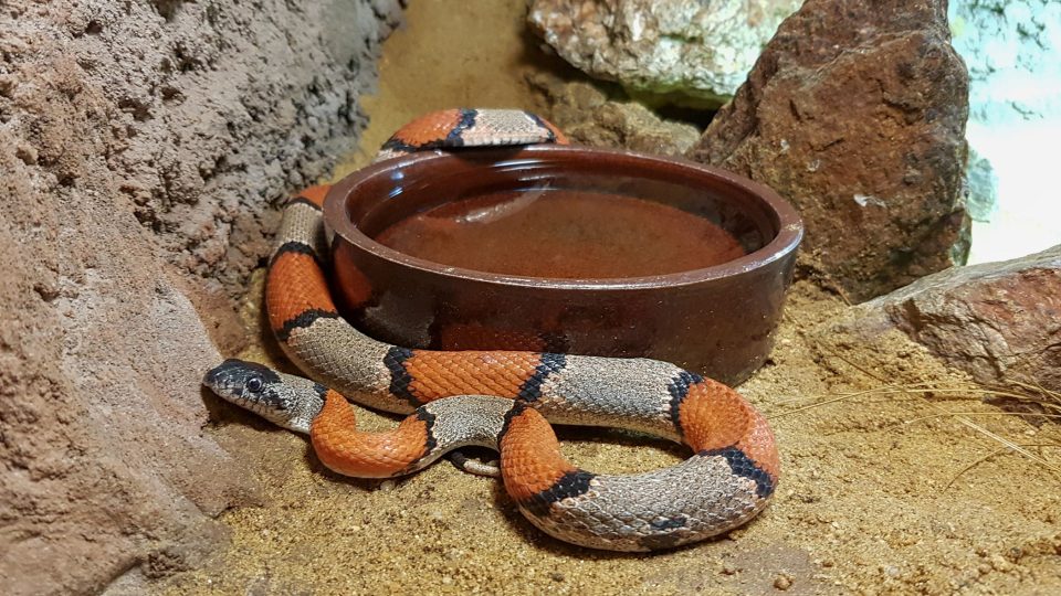 Chovat doma můžeme i hady výrazně barevné a pruhované