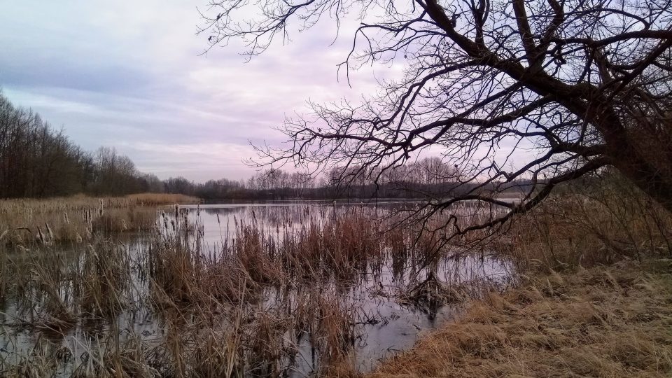 Vrbenské rybníky u Českých Budějovic