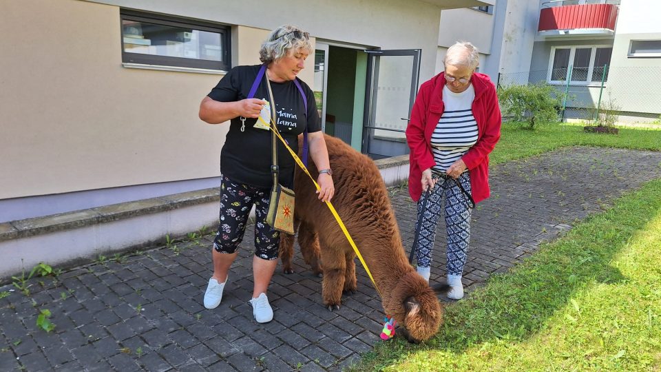 Tři lamy alpaky se díky Ježíškovým vnoučatům se staly součástí českobudějovického domova seniorů Máj