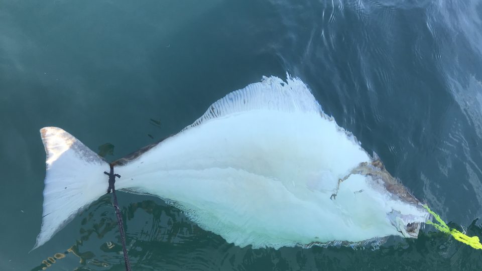 Lov platýse obecného, známého také pod názvem halibut