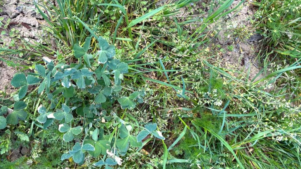 Rostliny poškozené mrazem u Brlohu na Českokrumlovsku