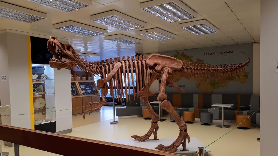 Model kostry tyranosaura rexe láká do expozice zejména rodiny s dětmi