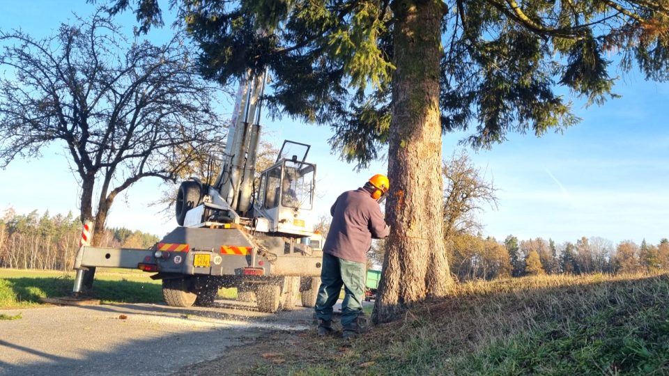 Kácení vánočního stromu pro Jindřichův Hradec u silnice mezi Jarošovem nad Nežárkou a Lovětínem