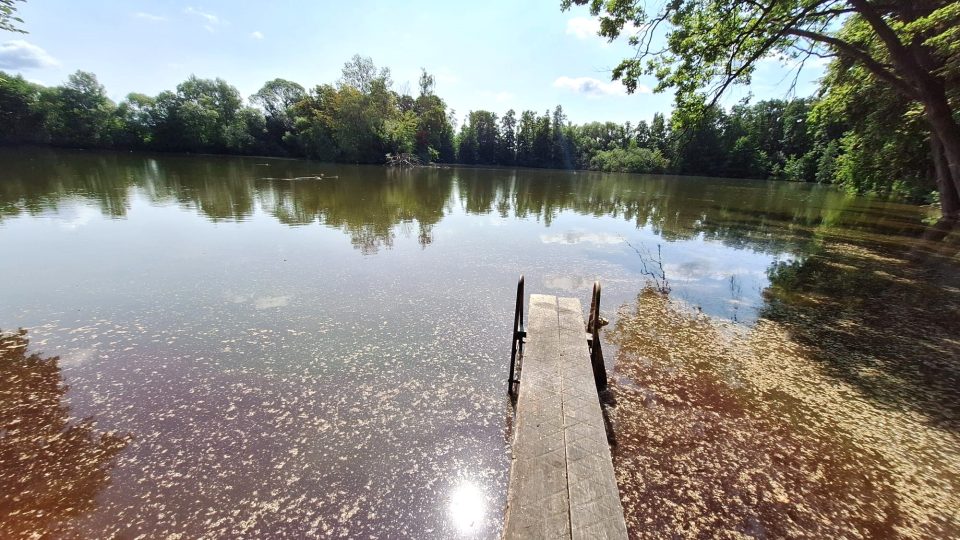 Rybník u Vodňan v létě | foto: Kristýna Barchini, Český rozhlas Rybník u Vodňan v létě