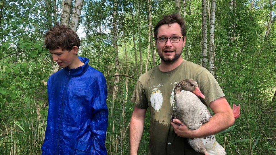 Ornitologové a dobrovolníci odchytávali divoké husy u rybníka Borek, poté je kroužkovali, měřili a nasazovali jim speciální límce