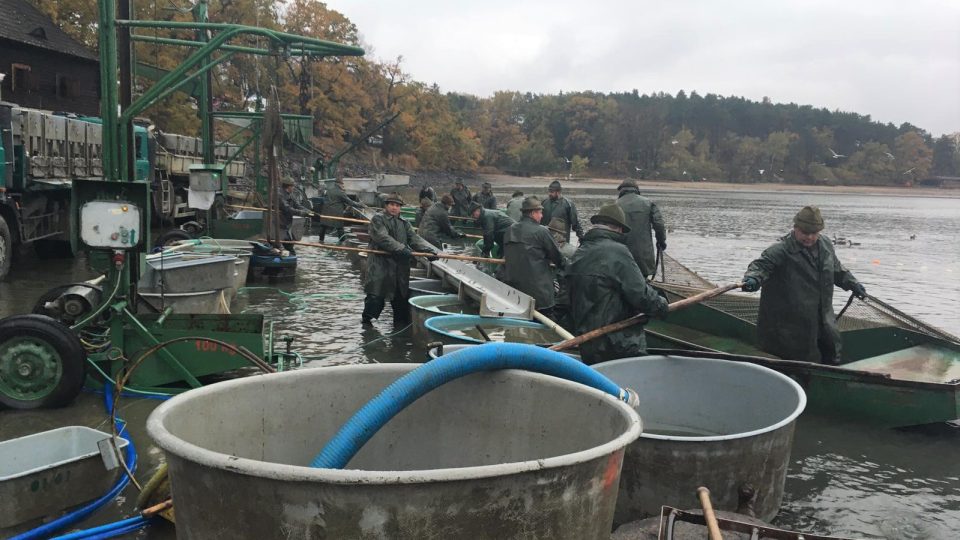 Rybáři loví rybník Bezdrev u Hluboké nad Vltavou