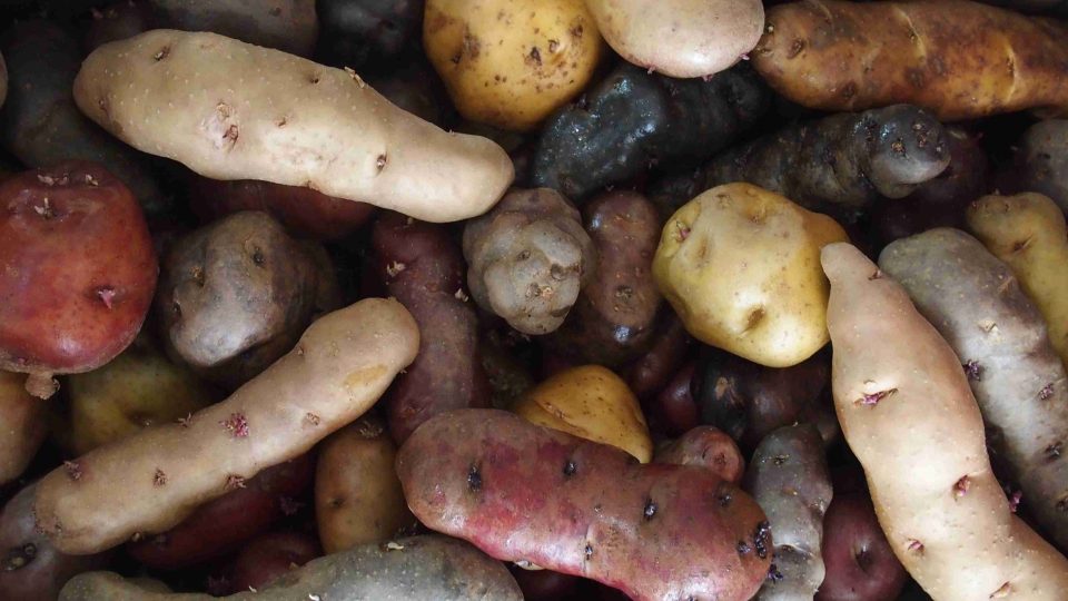 V Mezinárodním centru brambor v Limě v Peru registrují a udržují největší světovou sbírku brambor