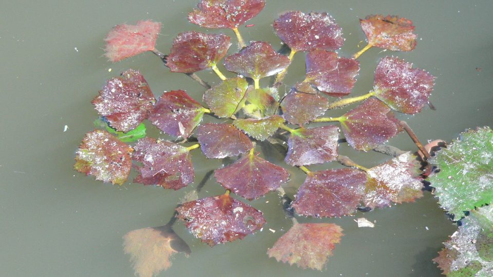 Kotvice plovoucí (Trapa natans) je vodní rostlina s listovou růžicí, která se vznáší na hladině (na snímku z rybníka Velká Okrouhlice na Vodňansku). V horkých létech se kotvice rozrůstá a je schopna zarůst i celou hladinu menšího rybníka