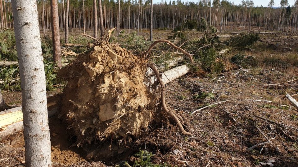 Odklízení následků vichřice v lesích na Dačicku