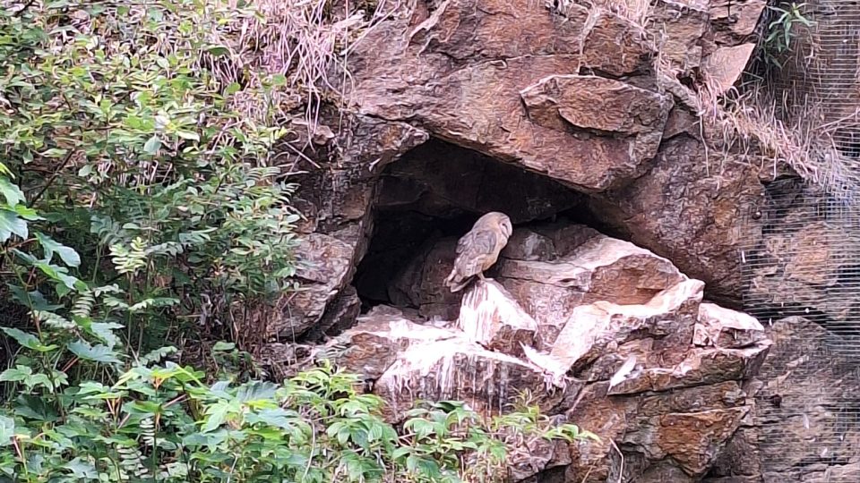 Soví voliéry v Borových Ladech na Šumavě