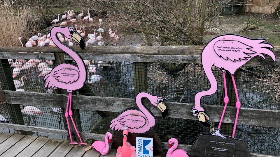 Do Zoo Hluboká dorazily zástupkyně českobudějovického Mamma Help centra, aby tu adoptovaly růžového plameňáka