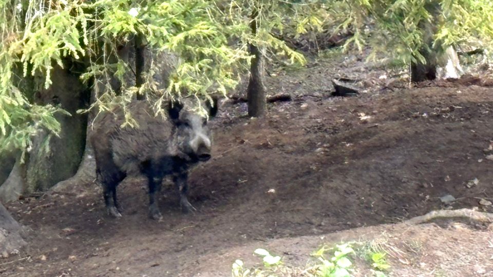 Pohled z bezbariérového posedu v Sedlické oboře na Strakonicku