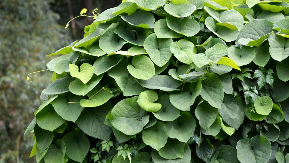 Veliké listy podražce jsou velmi efektní