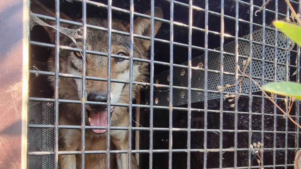 Stěhování vlků ze Zoo Na Hrádečku u Jindřichova Hradce