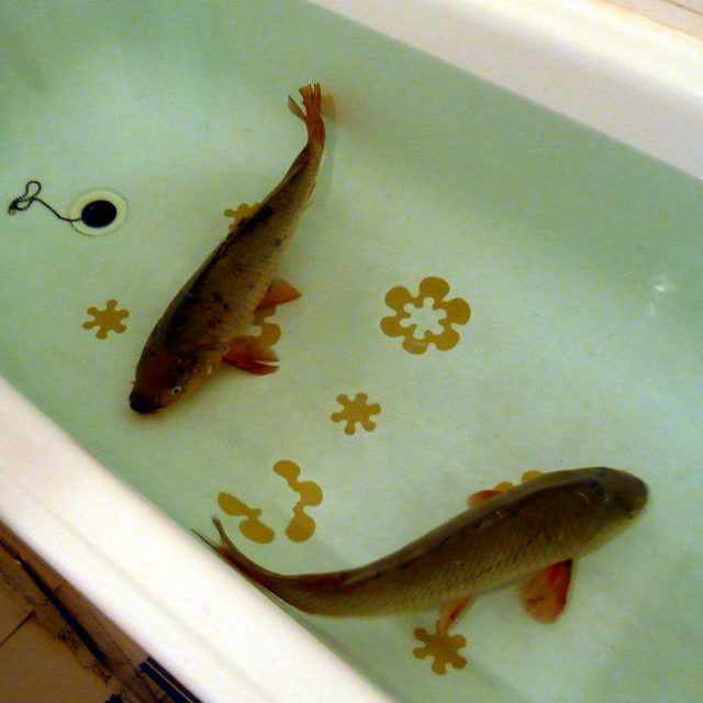 Ilustrační foto | foto: licence Creative Commons Attribution 3.0 Unported,  Sean a Anne Edison-Albrightovi