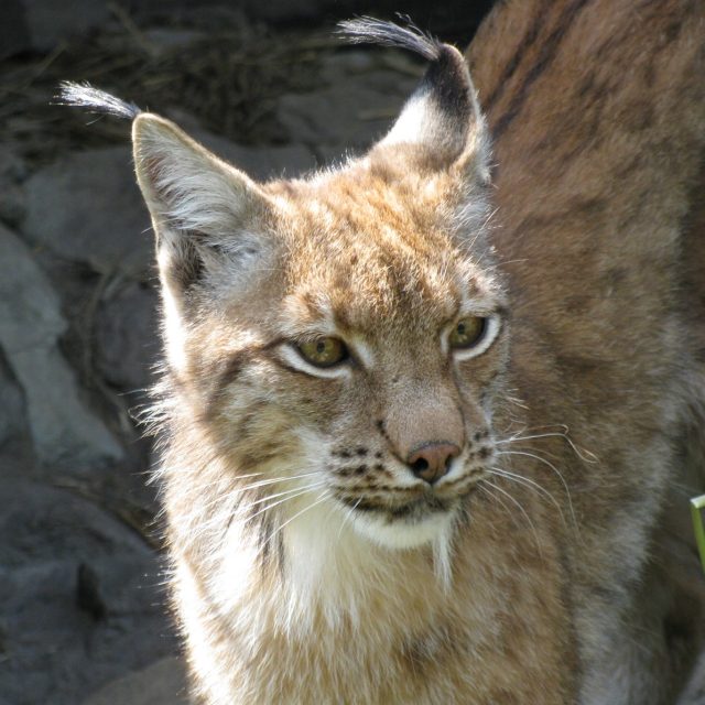 Velké riziko představuje pytláctví. Rys je totiž pro lovce stále velmi atraktivní trofejí a někteří myslivci ho považují za škůdce | foto: Lukáš Peška