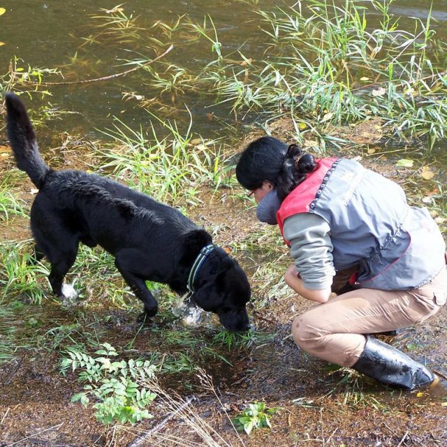Trénink vyhledávání ve vodě | foto: Kristýna Dostálková