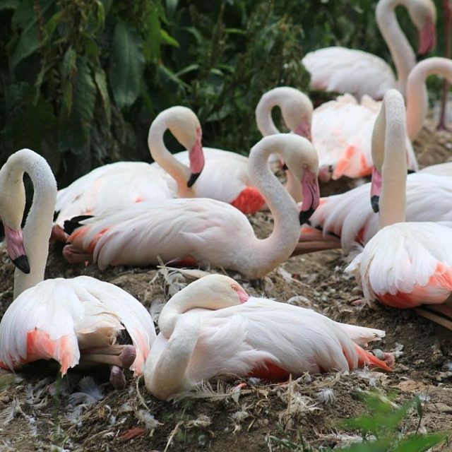 Mláďata plameňáků růžových v ZOO Dvůr Králové nad Labem | foto: Simona Jiřičková