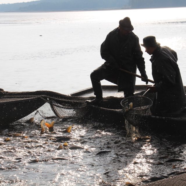 Rybářství Třeboň ročně produkuje kolem 3200 tun tržních ryb. Jen dvacet procent prodá doma,  zbytek míří do zahraničí | foto: Andrea Poláková,  Český rozhlas