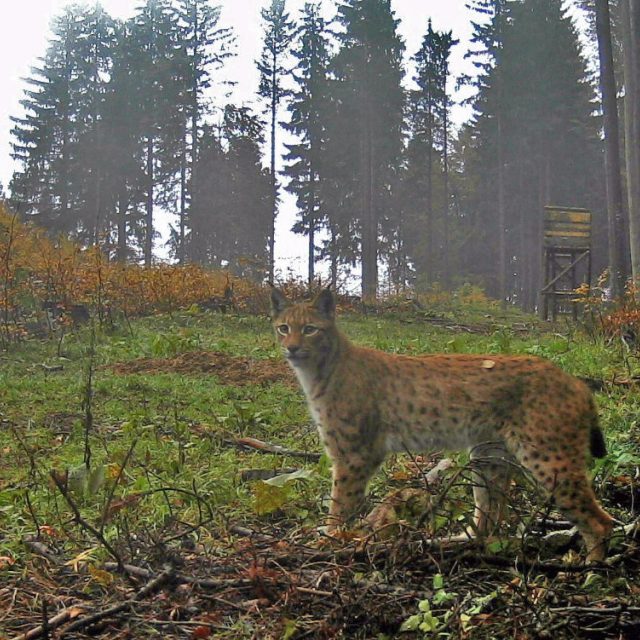 Rys ostrovid zachycený fotopastí v honitbě Borová na Českokrumlovsku | foto: snímek z fotopasti