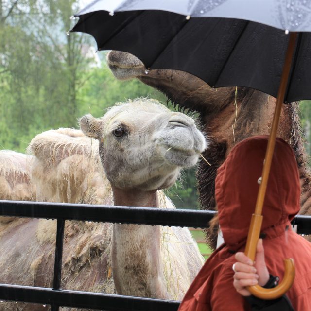 Křest velblouděte v Zoo Dvorec u Borovan nepřekazila ani nepřízeň počasí | foto: Anna Pospíšilová,  Český rozhlas,  Český rozhlas