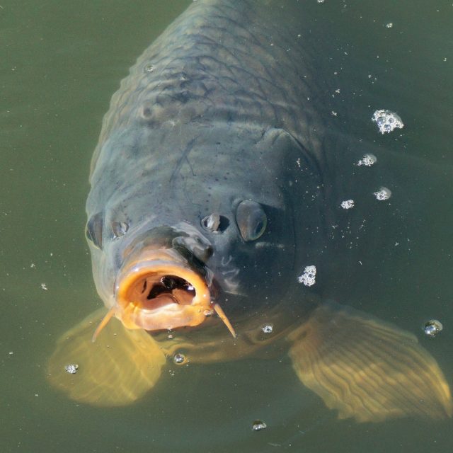 Teplota vody je pro ryby zásadní. Podle Tomáše Zoubka z Krajského školního hospodářství nesmí překročit 28 stupňů | foto: Fotobanka Pixabay