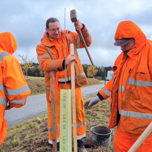 Silničáři vysazují stromy podél cest | foto: Lucie Suchánková Hochmanová,  Český rozhlas