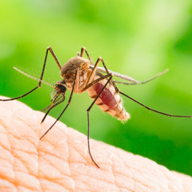 Komáři jsou nepříjemní a mohou být i nebezpeční | foto: Shutterstock