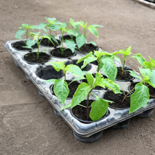 Sazenice paprik | foto: Semo