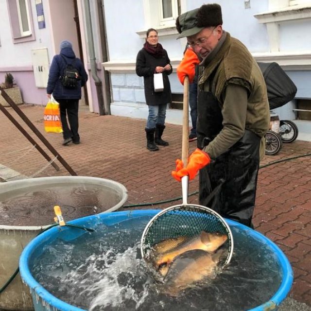 Prodej vánočních kaprů v Protivíně | foto: Jitka Cibulová Vokatá,  Český rozhlas