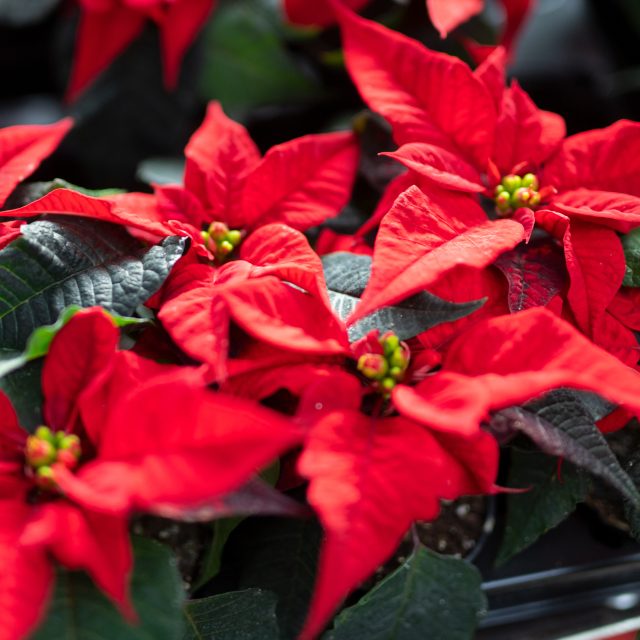 Vánoční hvězda | foto: Botanická zahrada Praha