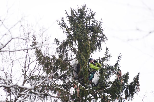 Lezec Martin Foltánek sbírá šišky na samém vrcholku 20metrového smrku | foto: Honza Ptáček,  Český rozhlas