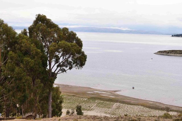 Bramborová políčka na břehu jezera Titicaca | foto: Pavel Chlouba,  Český rozhlas