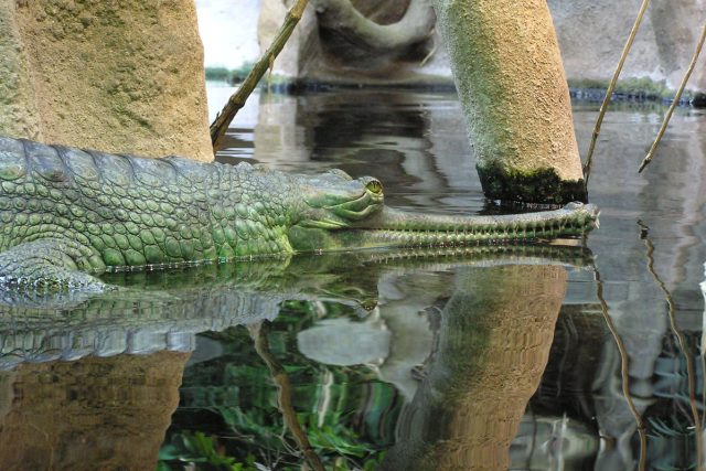 V přírodě žije posledních 200 gaviálů. Zoo Praha bojuje za jejich záchranu | foto: Anna Duchková,  Český rozhlas