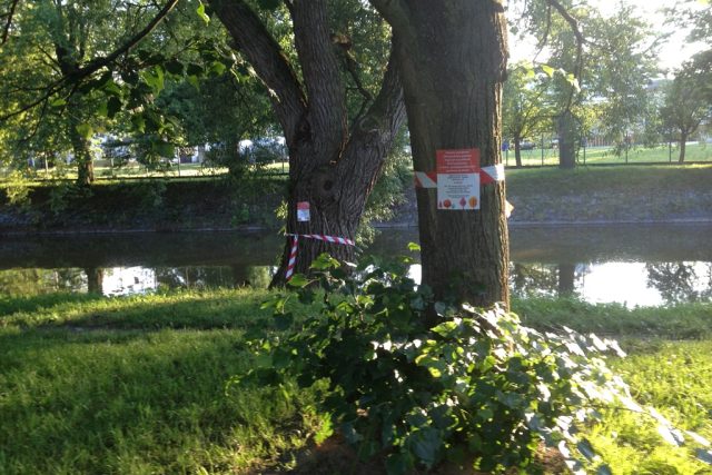 Označené stromy u Malše mají kvůli protipovodňovým opatřením padnout | foto: Martin Pokorný