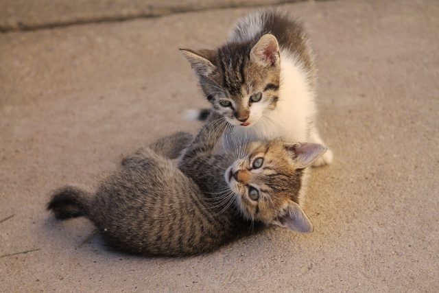 kočka,  kočky,  kotě | foto: Fotobanka Pixabay