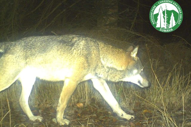 Vlk zachycený fotopastí na Šumavě | foto:  Národní park Šumava